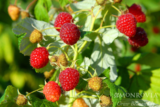 Rubus | Heritage Red Raspberry - 1 Gallon