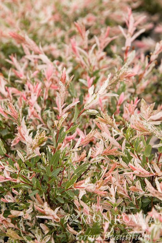 Salix | Hakuro Nishiki Dappled Willow | Tree Form - 1 Gallon