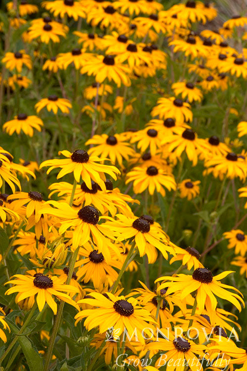 Rudbeckia | Goldsturm Black-Eyed Susan - 1 Gallon