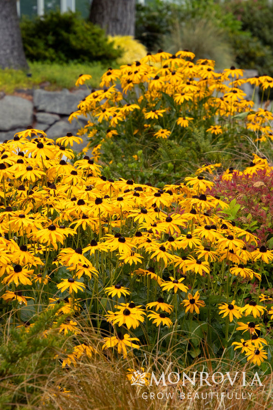 Rudbeckia | Goldsturm Black-Eyed Susan - 1 Quart