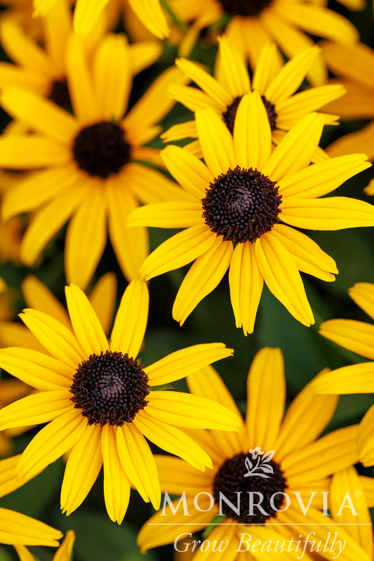 Rudbeckia | Early Bird Gold Black-Eyed Susan