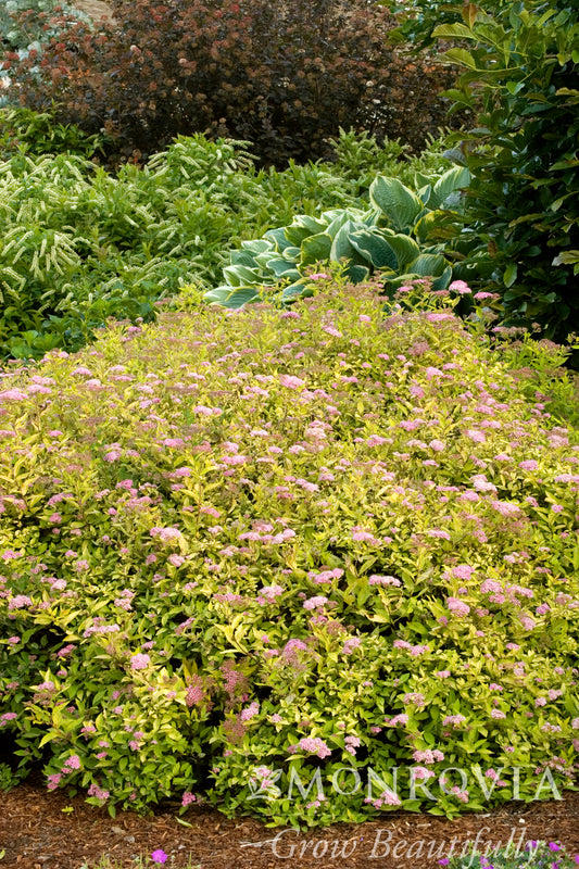 Spiraea | Limemound Spirea
