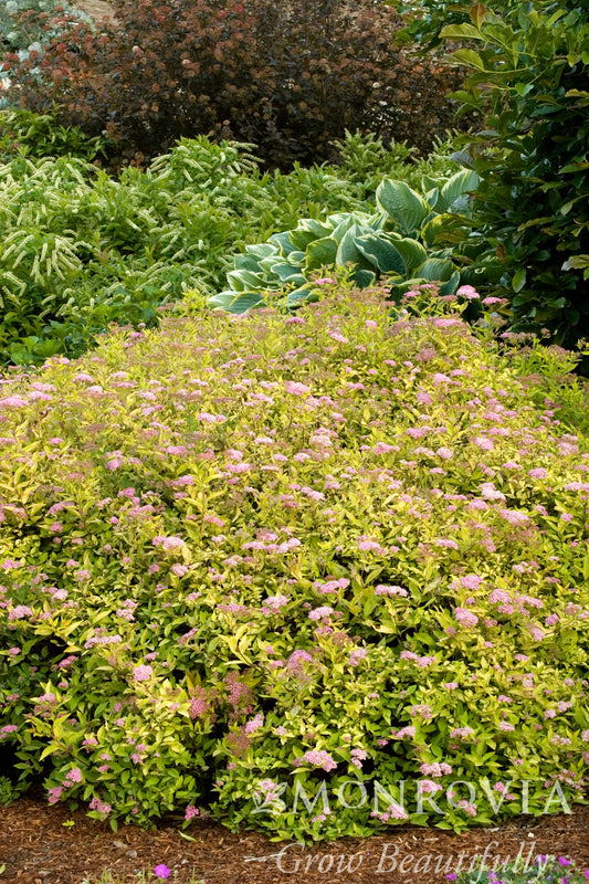 Spiraea | Limemound Spirea - 2 Gallon