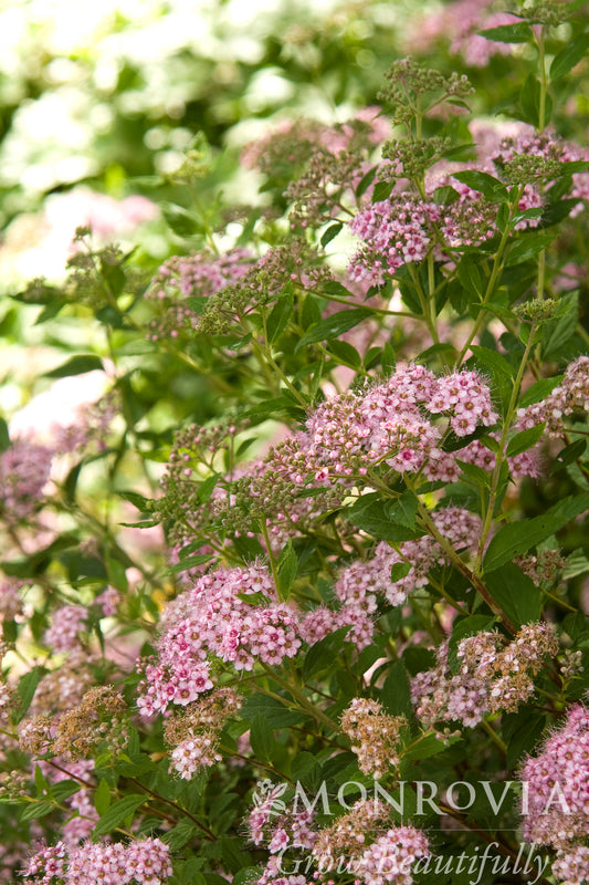 Spiraea | Little Princess Spirea
