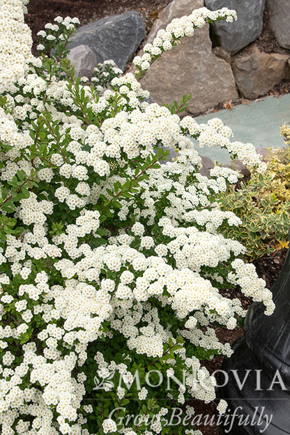Spiraea | Snowmound Spirea