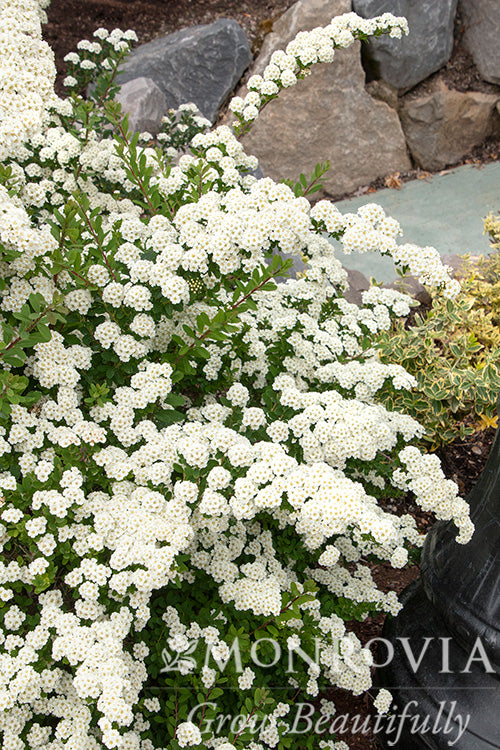 Spiraea | Snowmound Spirea