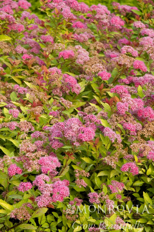 Spiraea | Magic Carpet Spirea - 2 Gallon