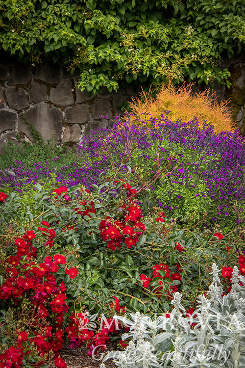 Rosa | Flower Carpet Rose | Red - 2 Gallon