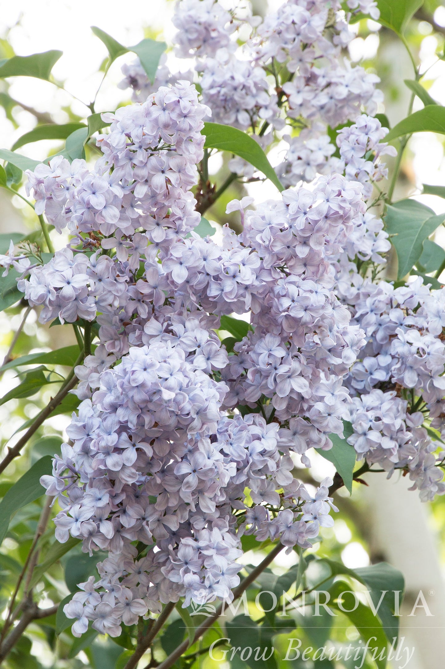 Syringa | Blue Skies Lilac - 3 Gallon