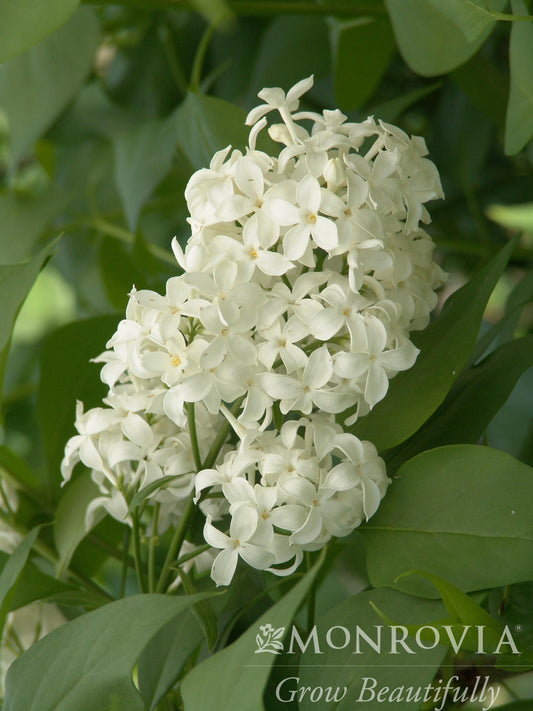 Syringa | Angel White Lilac - 2 Gallon
