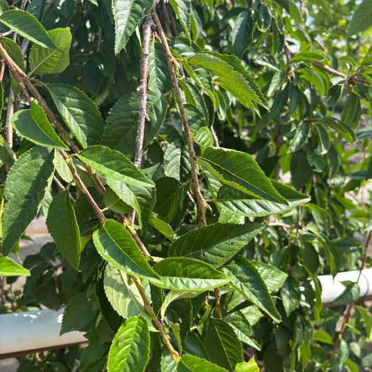 Prunus | Snow Fountains Weeping Cherry - 5 Gallon