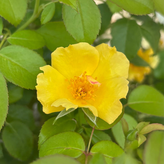 Rosa | Knock Out Rose | Easy Bee-zy Knock Out - 3 Gallon