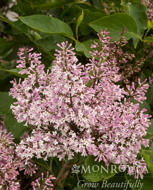 Syringa | Miss Kim Lilac - 2 Gallon