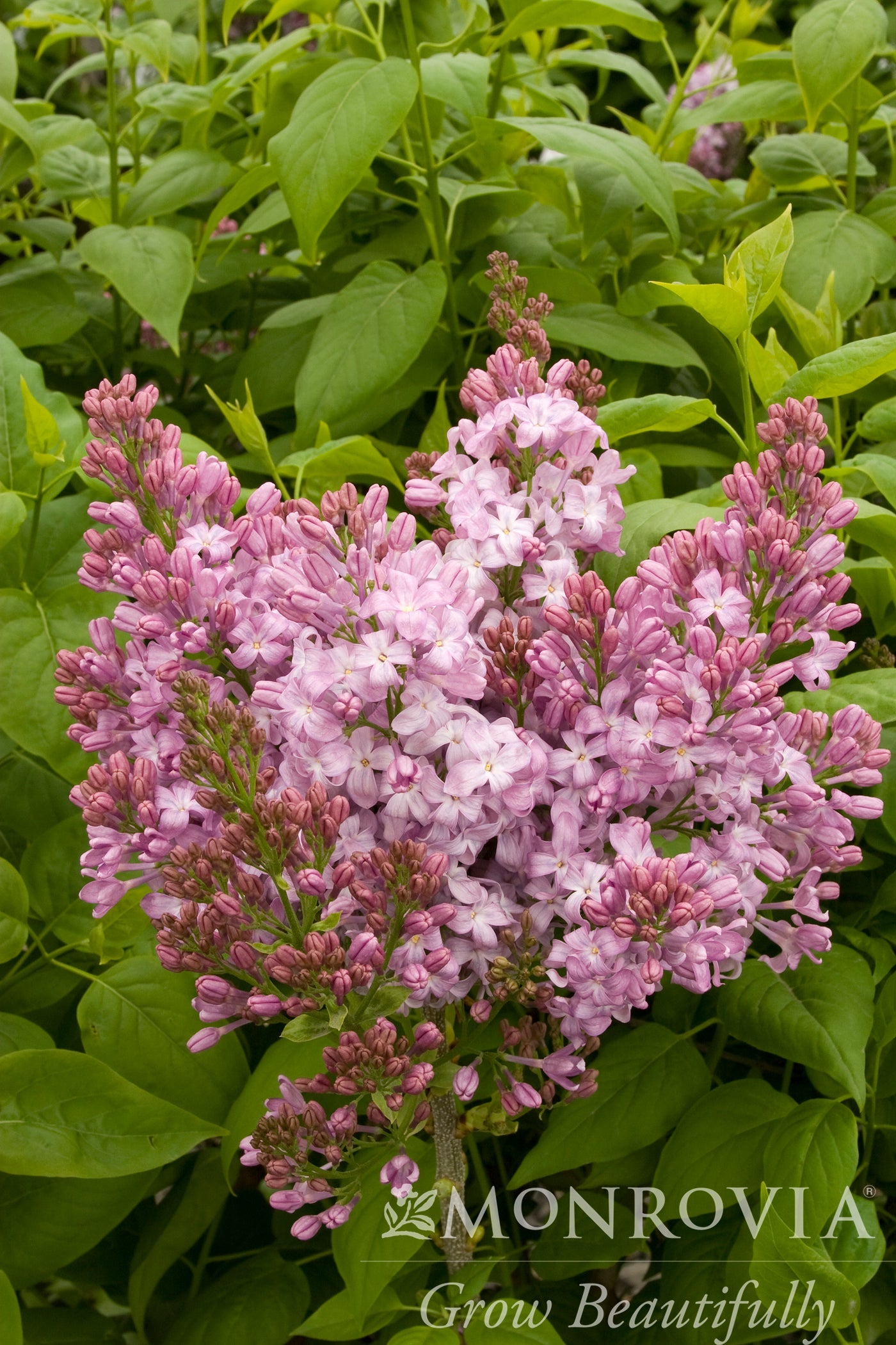 Syringa | Lavender Lady Lilac - 2 Gallon