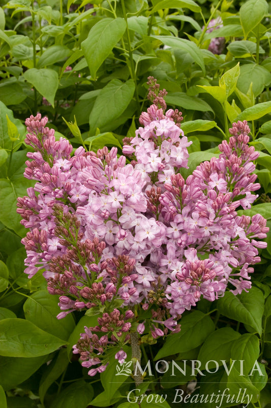 Syringa | Lavender Lady Lilac - 2 Gallon