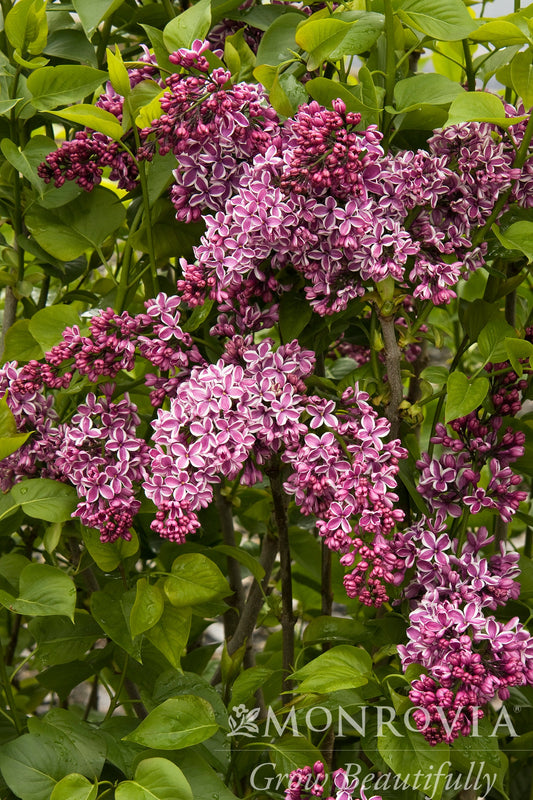 Syringa | Sensation Lilac - 2 Gallon