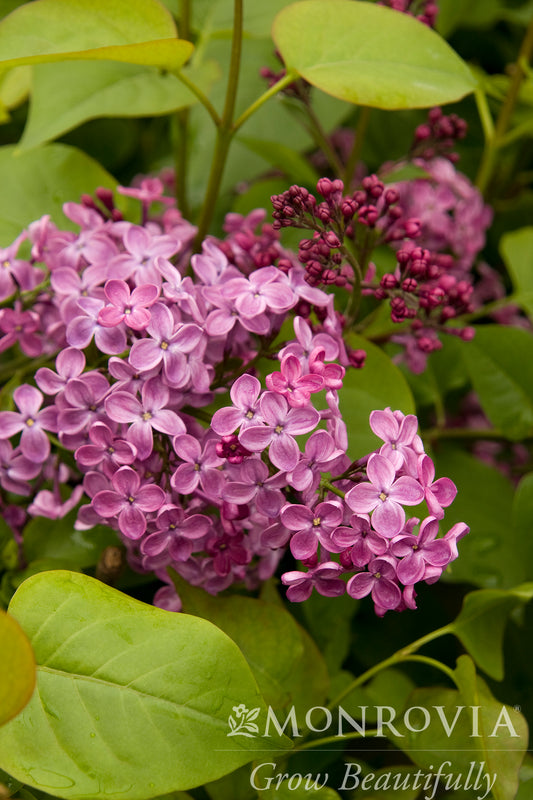 Syringa | Pocahontas Lilac