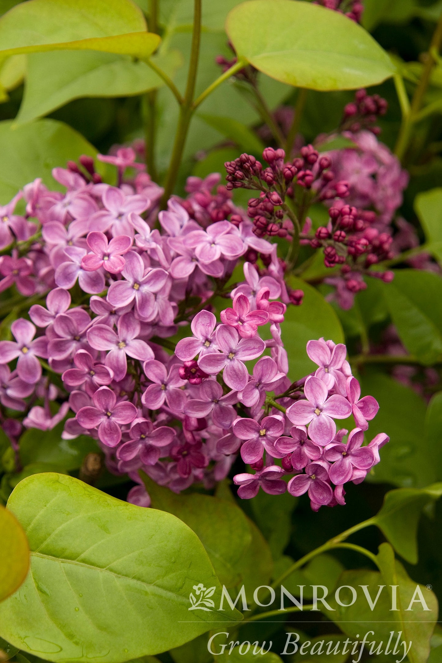 Syringa | Pocahontas Lilac - 2 Gallon