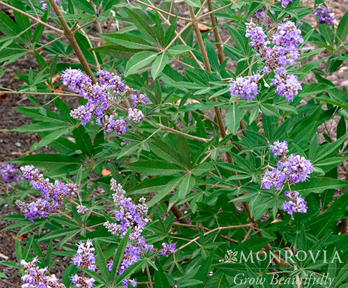 Vitex | Shoal Creek Chaste Tree - 5 Gallon Squat