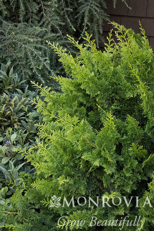 Chamaecyparis | Jade Waves Fernspray Cypress