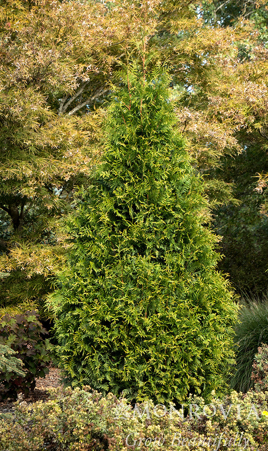 Thuja | Tiny Tower Arborvitae