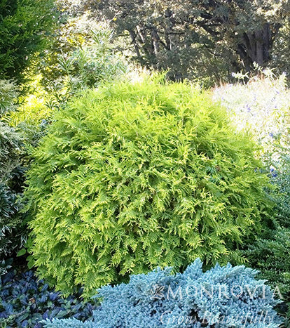 Thuja | Golden Globe Arborvitae