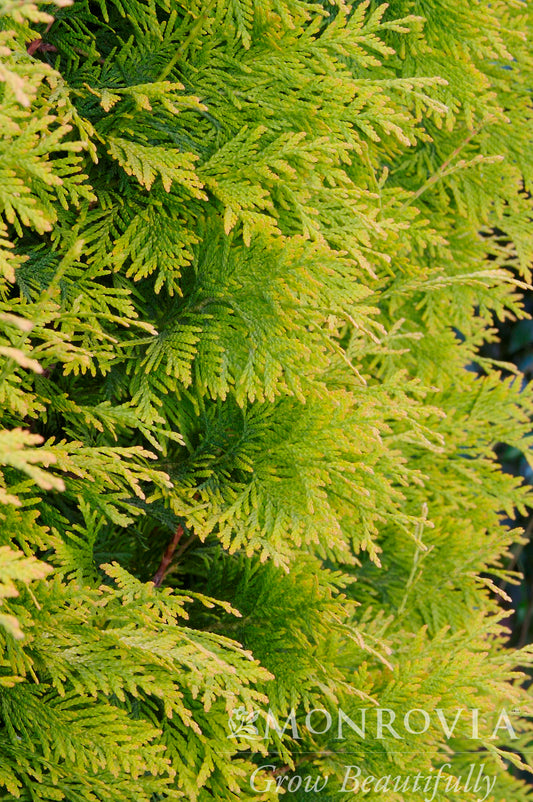 Thuja | Yellow Ribbon Arborvitae