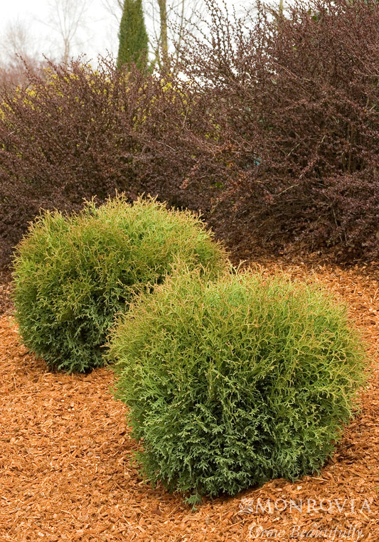 Thuja | Hetz Mini Arborvitae - 3 Gallon