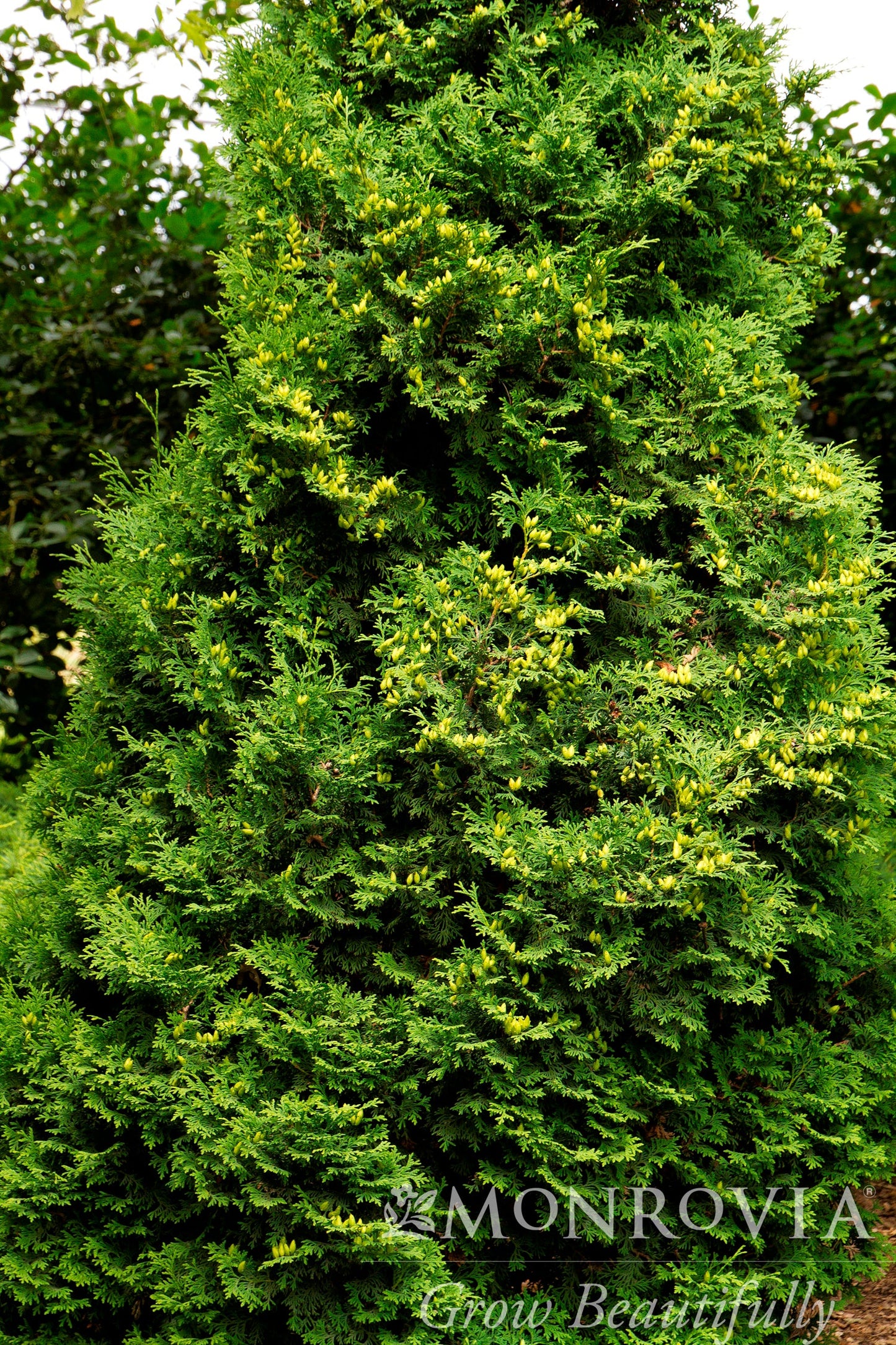 Thuja | Holmstrup Arborvitae - 15 Gallon