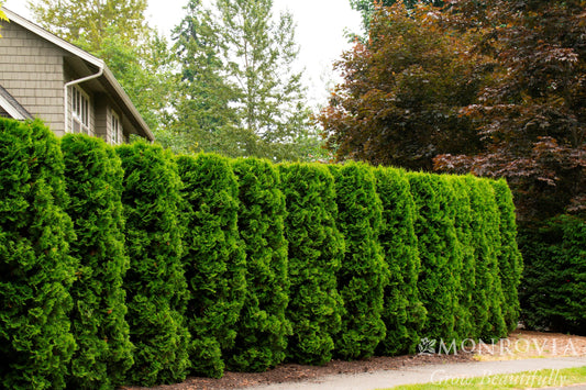 Thuja | Holmstrup Arborvitae - 10 Gallon