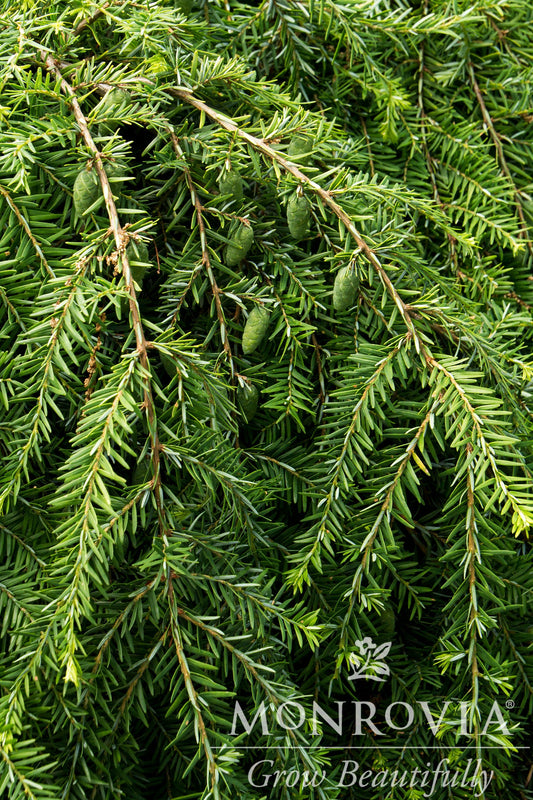 Tsuga | Weeping Canadian Hemlock - 3 Gallon
