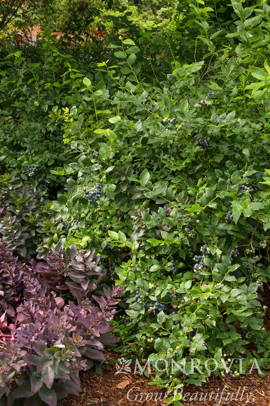 Vaccinium | Northland Blueberry