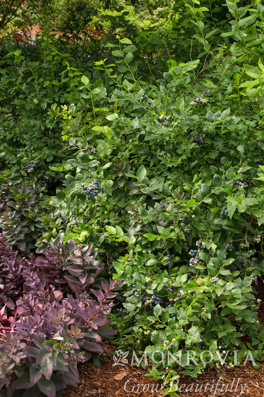 Vaccinium | Northland Blueberry - 2 Gallon