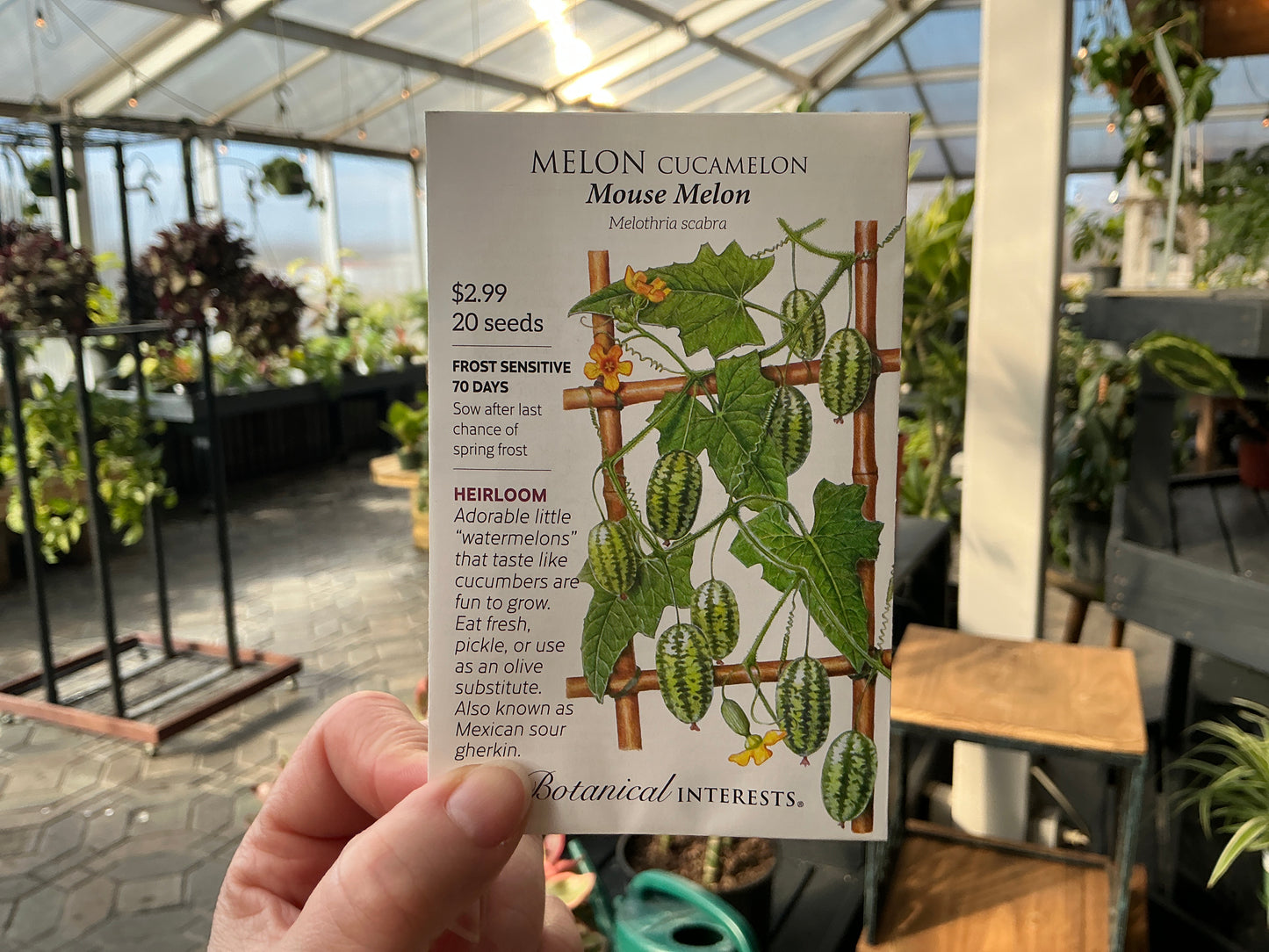 Melothria | Cucamelon - Melon Seed