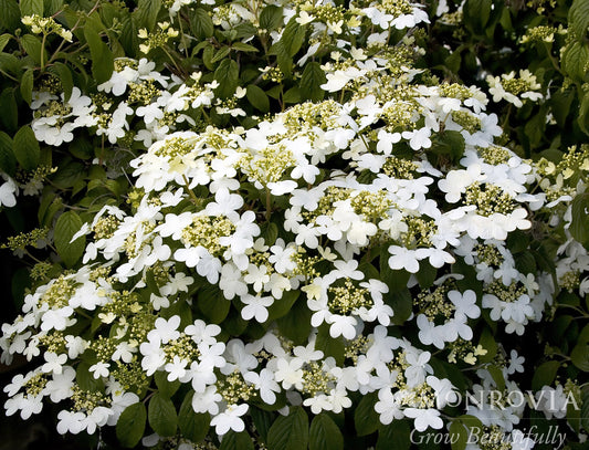 Viburnum | Summer Snowflake Viburnum - 2 Gallon
