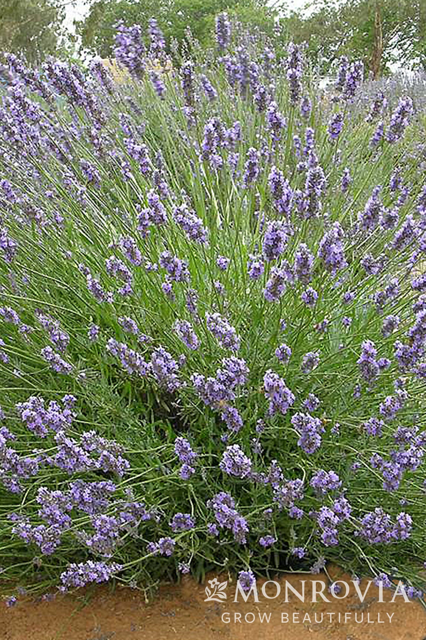 Lavandula | Riverina Thomas Lavender - 1 Gallon