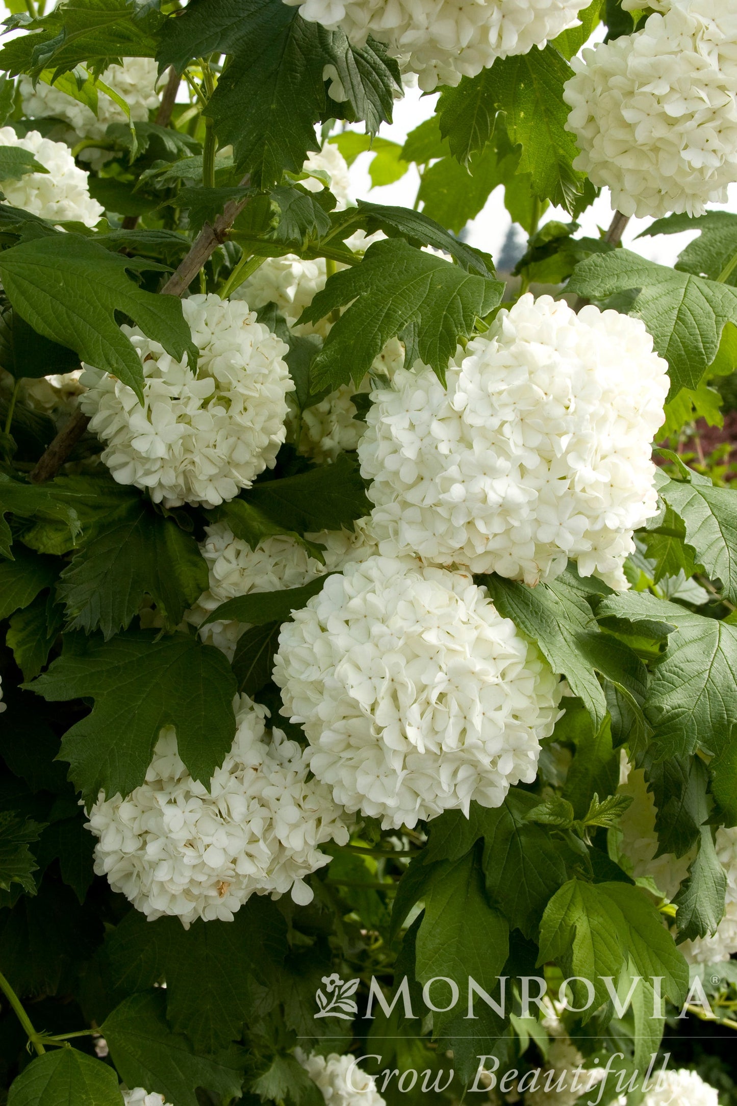 Viburnum | Eastern Snowball Viburnum - 1 Gallon