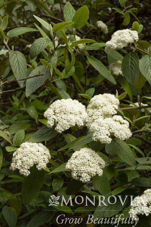 Viburnum | Allegheny Viburnum - 10 Gallon