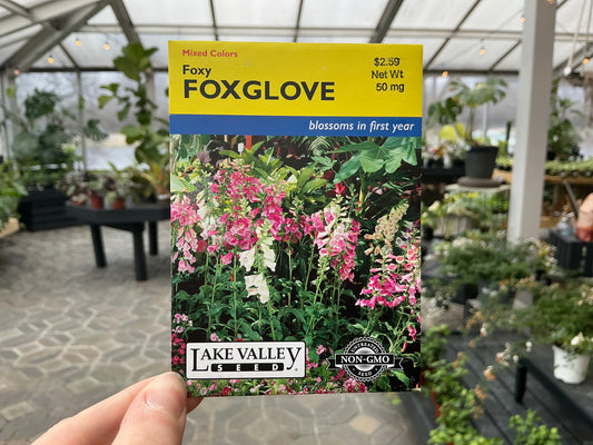 Digitalis | Foxglove Seed