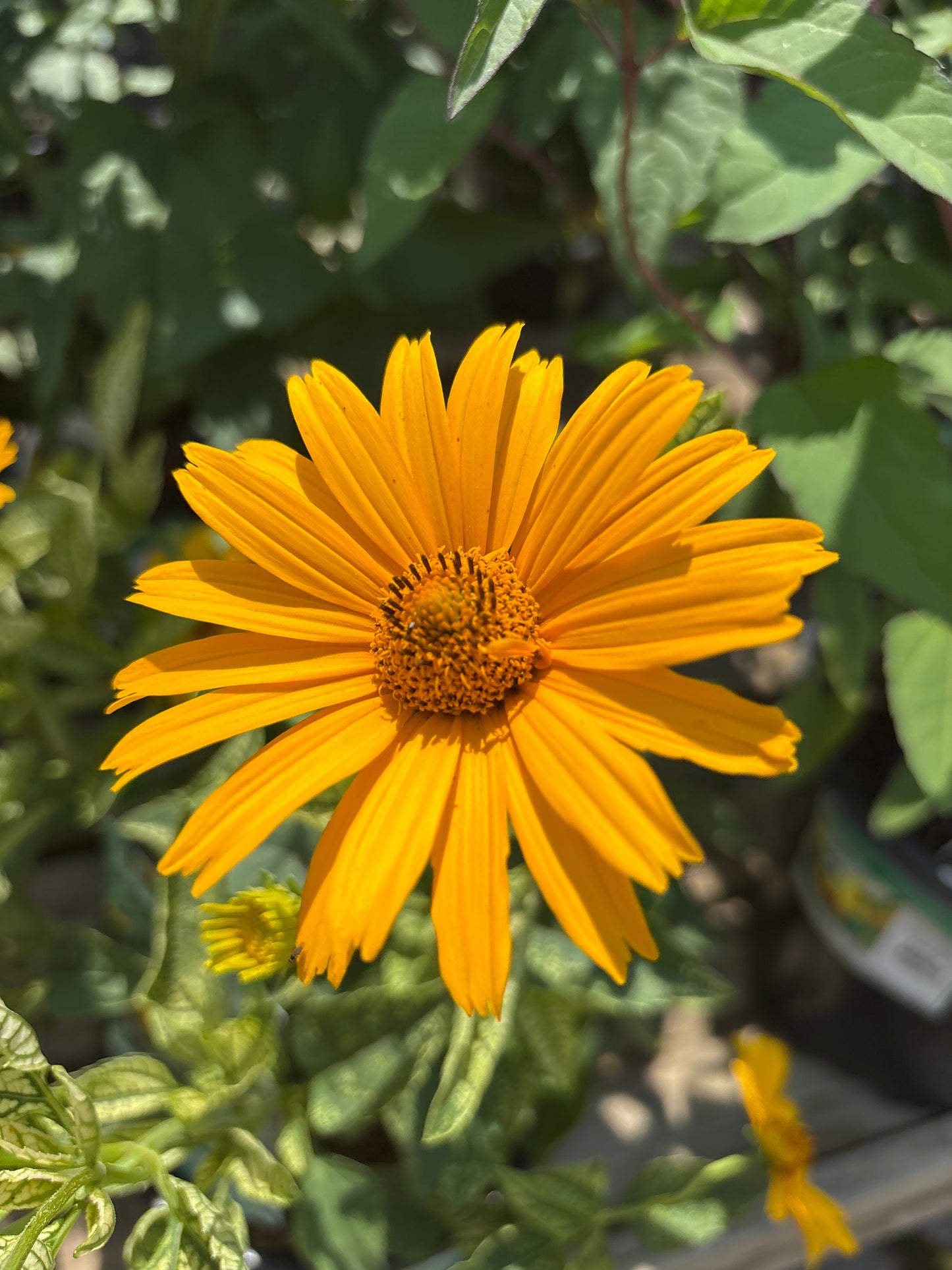 Heliopsis | Sunstruck False Sunflower - 1 Gallon