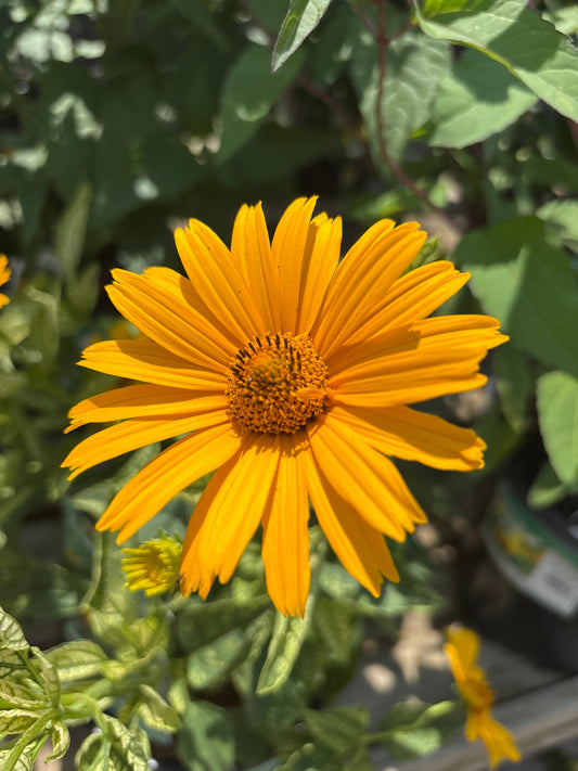 Heliopsis | Sunstruck False Sunflower - 1 Gallon