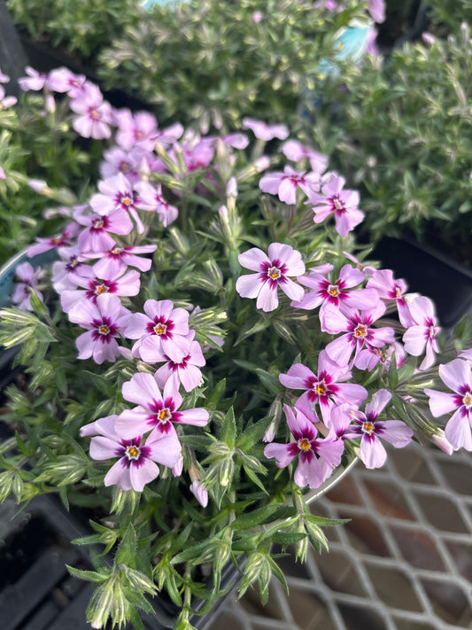 Phlox | Eye Candy Creeping Phlox - 1 Quart
