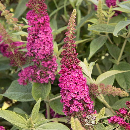 Buddleia | Miss Molly Butterfly Bush - 3 Gallon
