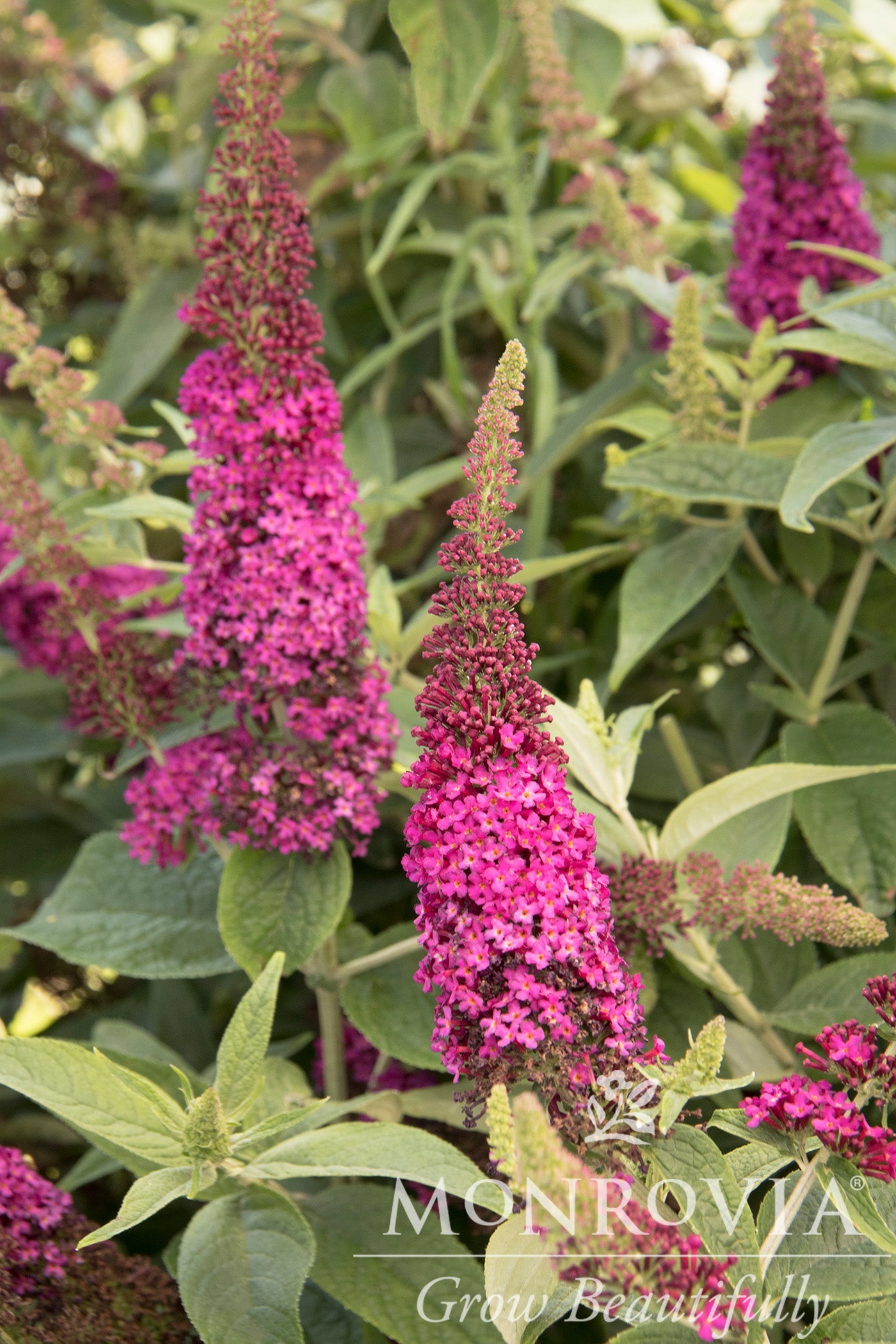 Buddleia | Miss Molly Butterfly Bush - 2 Gallon