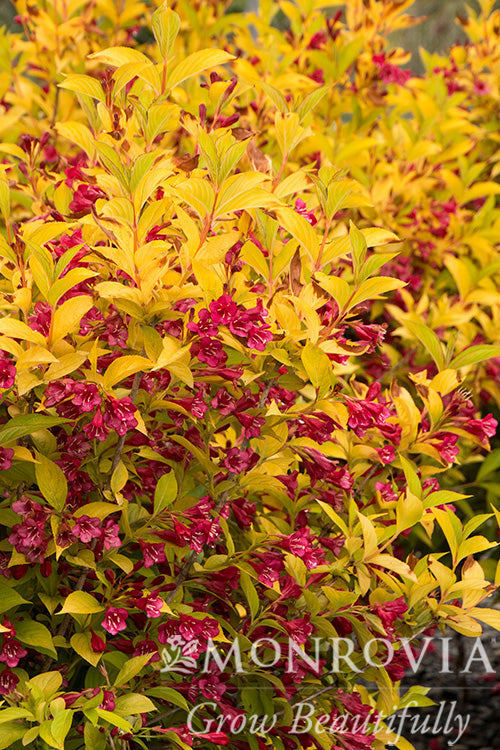 Weigela | Golden Jackpot Weigela - 2 Gallon