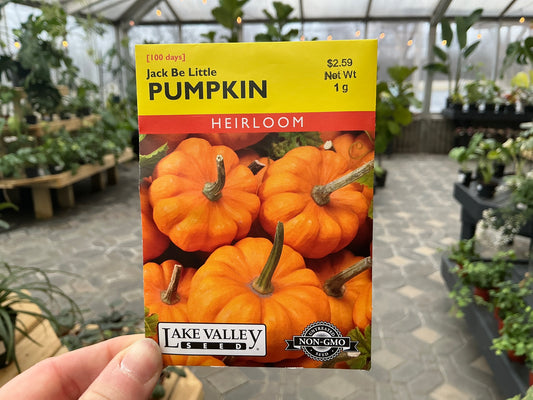 Cucurbita | Mini - Pumpkin Seed