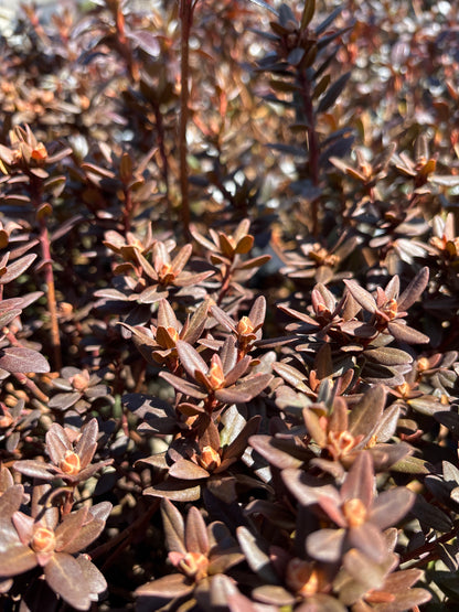 Rhododendron | Ramapo Rhododendron