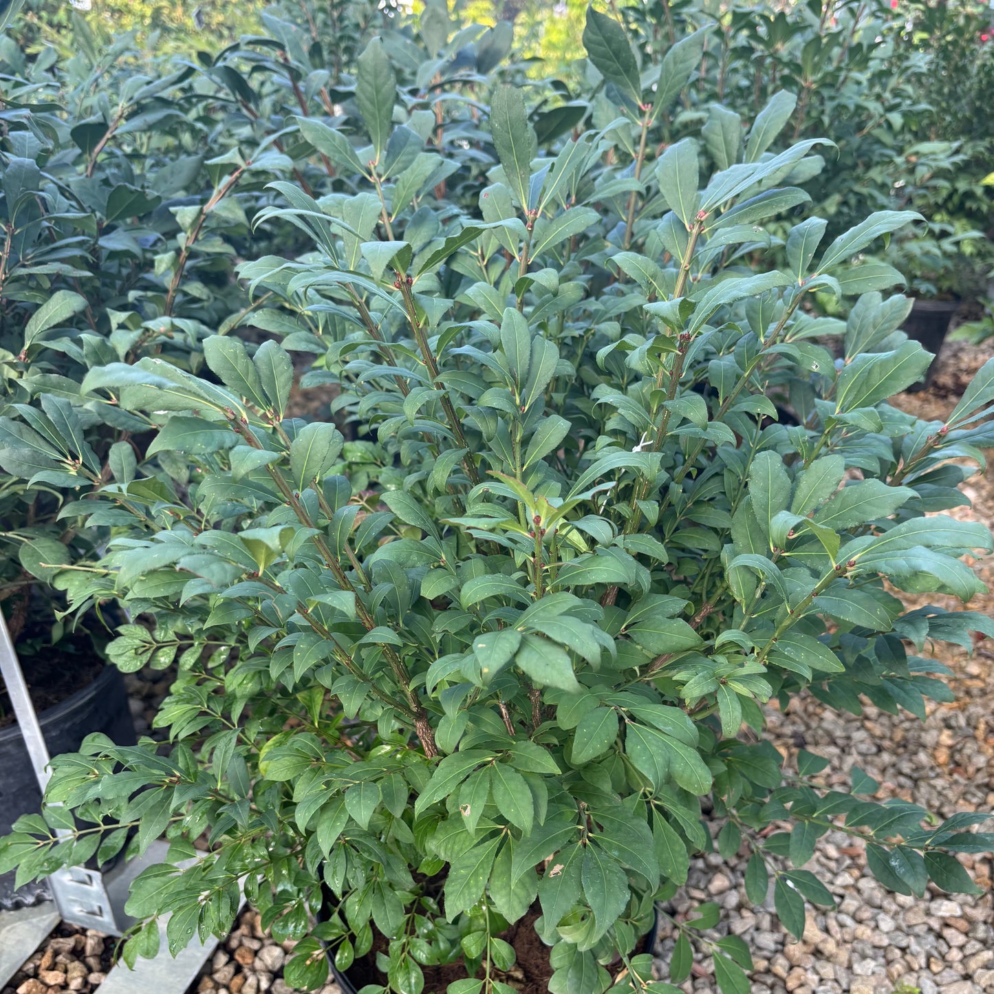 Euonymus | Burning Bush - 2 Gallon