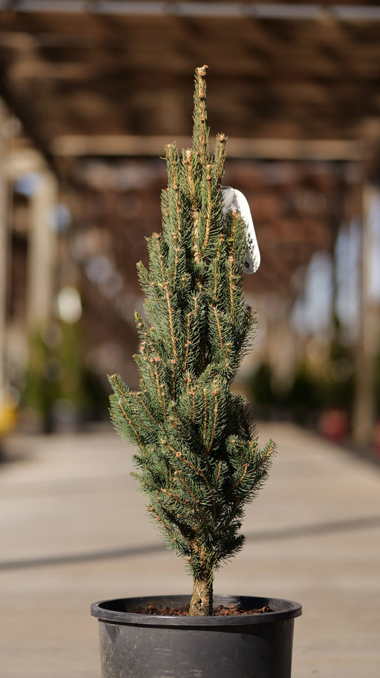 Picea | Columnar Norway Spruce - 20 Gallon