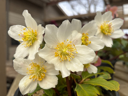 Helleborus | Jacob Lenten Rose